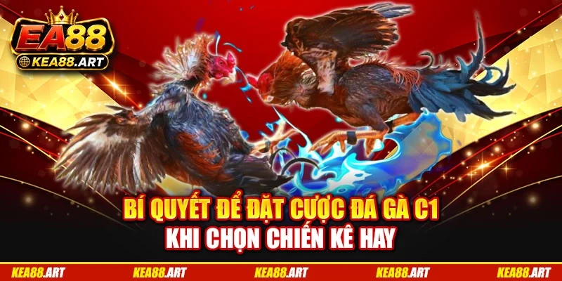 Bí quyết để đặt cược đá gà C1 khi chọn chiến kê hay