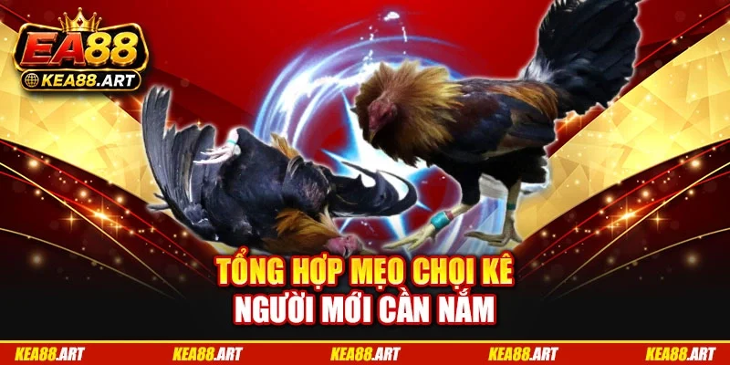 Tổng hợp mẹo chọi kê người mới cần nắm Tổng hợp mẹo chọi kê người mới cần nắm