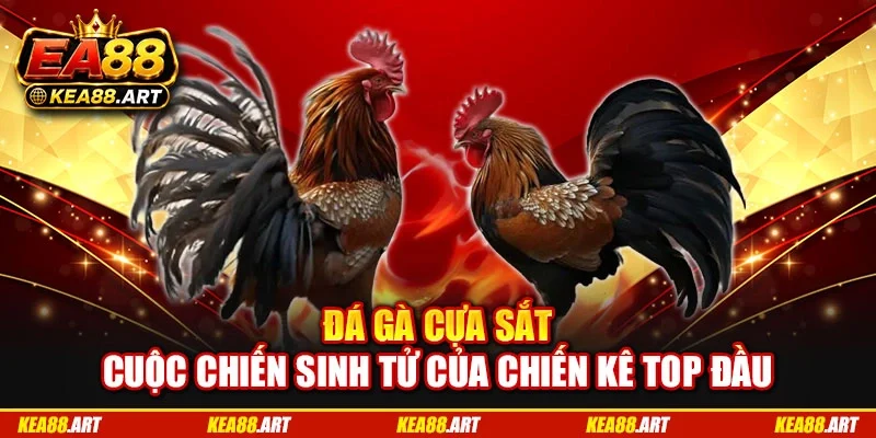 Đá Gà Cựa Sắt | Cuộc Chiến Sinh Tử Của Chiến Kê Top Đầu