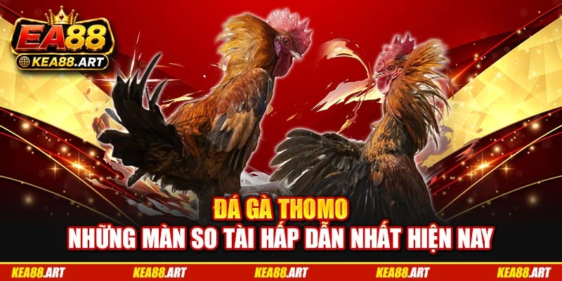 Đá Gà Thomo - Những Màn So Tài Hấp Dẫn Nhất Hiện Nay