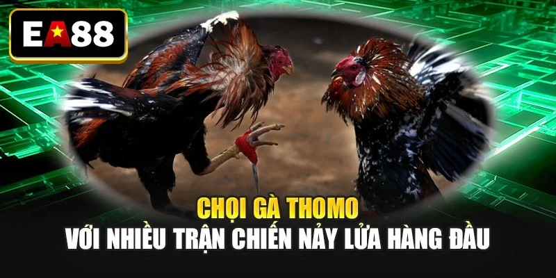 Chọi gà Thomo với nhiều trận chiến nảy lửa hàng đầu