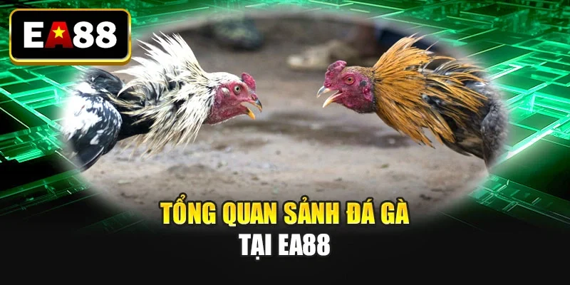 Tổng quan sảnh đá gà tại EA88