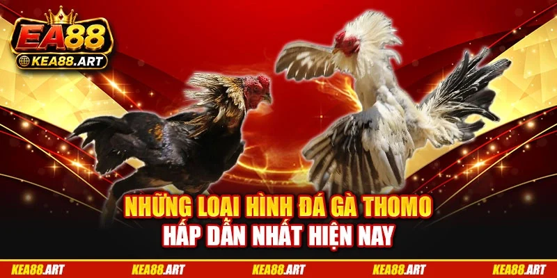 Những loại hình đá gà Thomo hấp dẫn nhất hiện nay