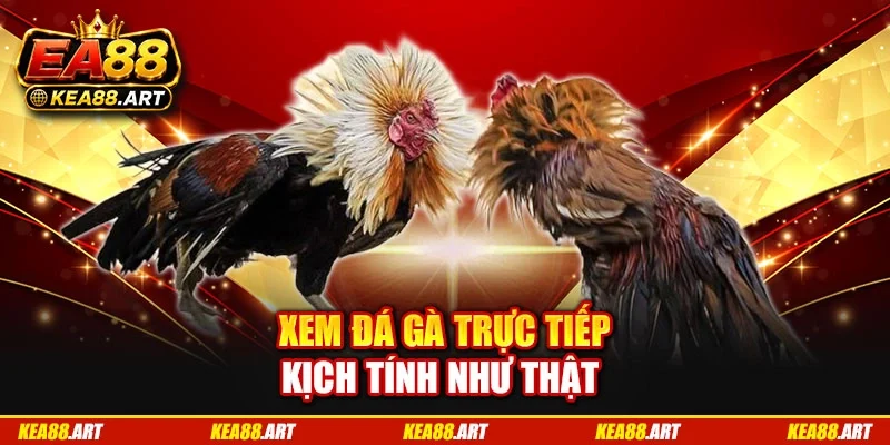 Xem đá gà trực tiếp kịch tính như thật
