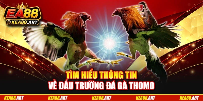 Tìm hiểu thông tin về đấu trường đá gà Thomo
